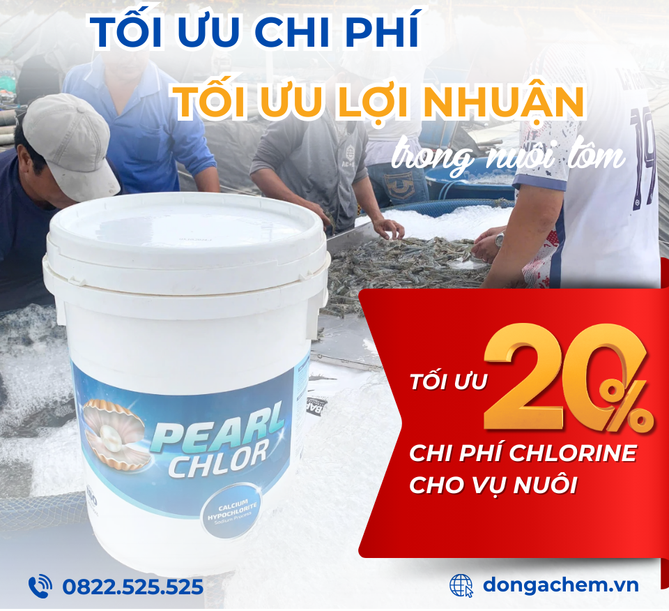 Pearl Chlor: Tối ưu chi phí - Tối ưu lợi nhuận trong nuôi tôm